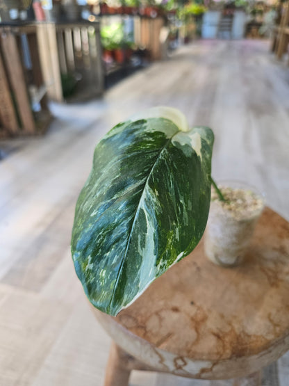Monstera Lechleriana (RC2)