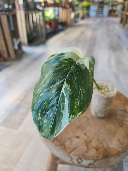 Monstera Lechleriana (RC2)