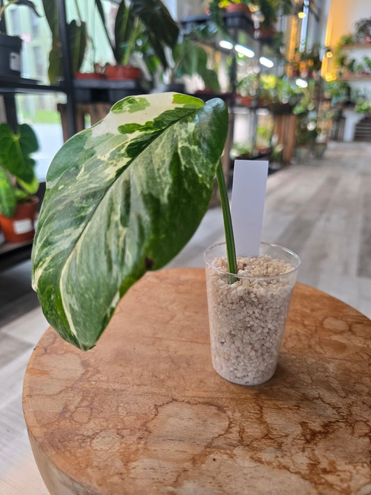 Monstera Lechleriana variegata (RC6)