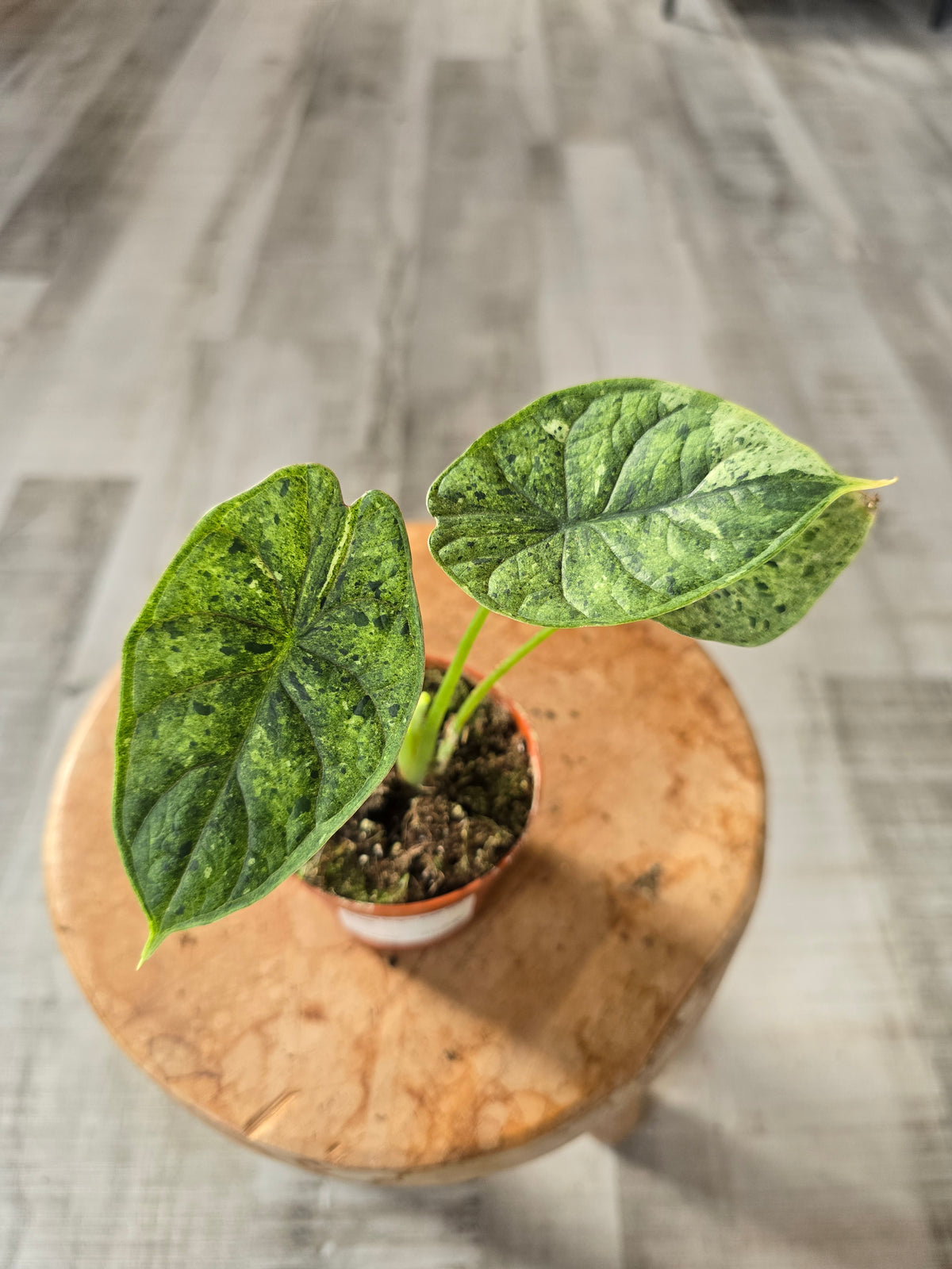 Alocasia Dragon Scale Mint ( LS 30)
