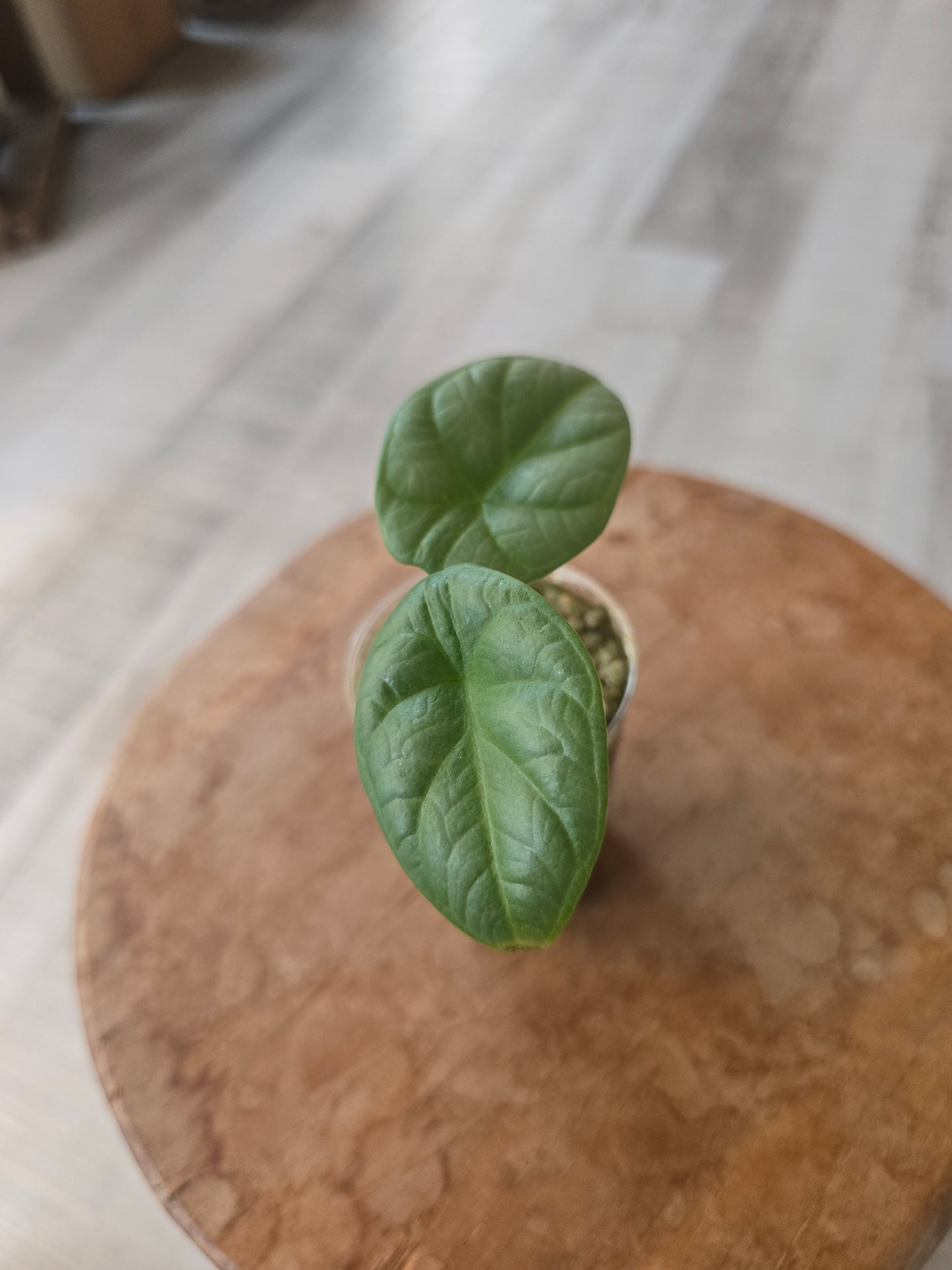 Alocasia Silver Dragon (JP)