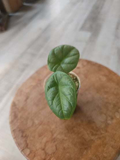 Alocasia Silver Dragon (JP)