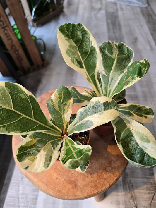 Ficus Lyrata variegata