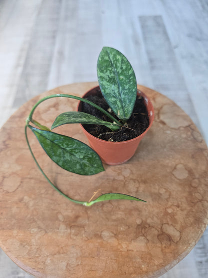 Hoya 'Crassipetiolata' Splash (1)