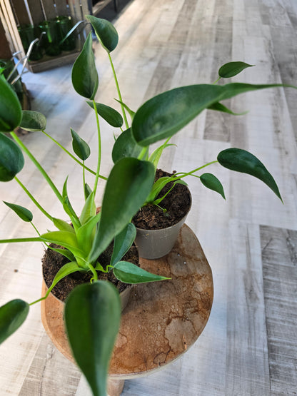 Alocasia Tiny Dancer