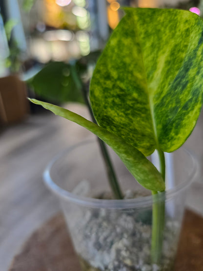 Epipremnum Pinnatum Cintho Goldfinger (RC)