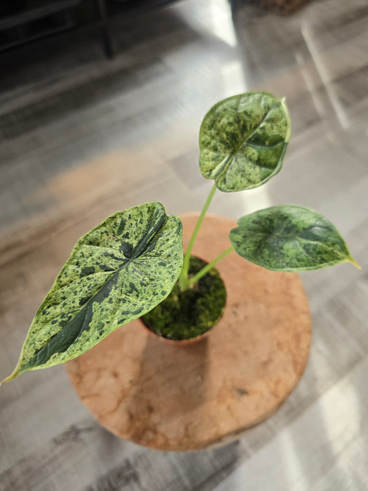 Alocasia Dragon Scale Mint ( LS 29)