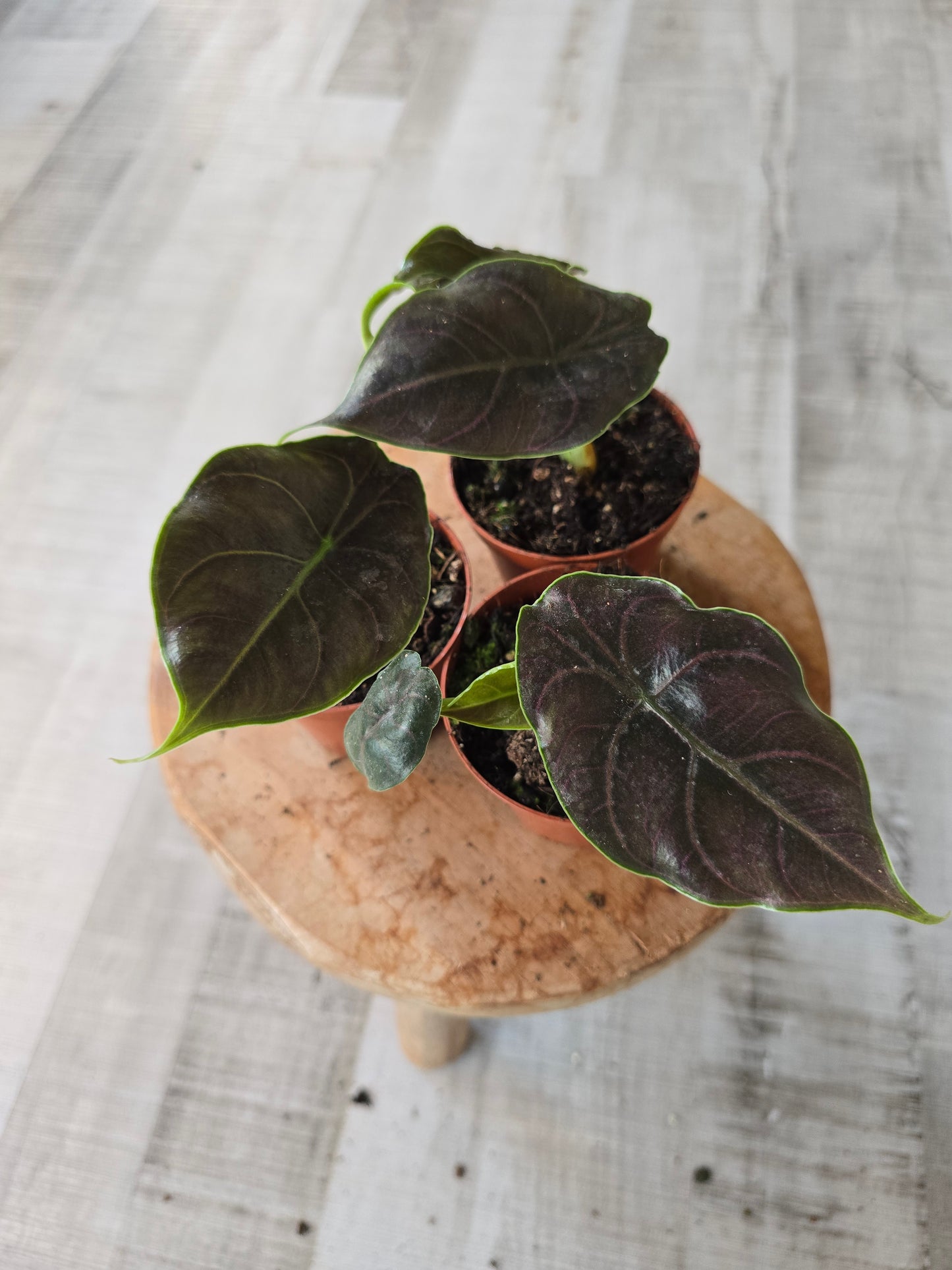 Alocasia Azlanii