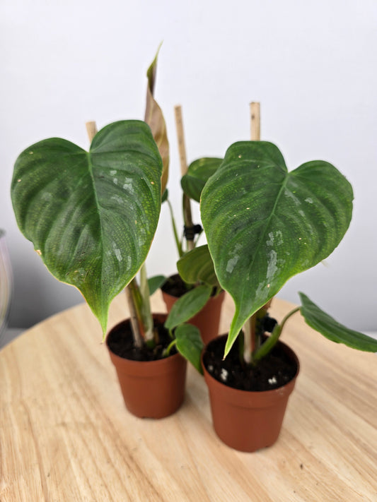 Philodendron 'Majestic'
