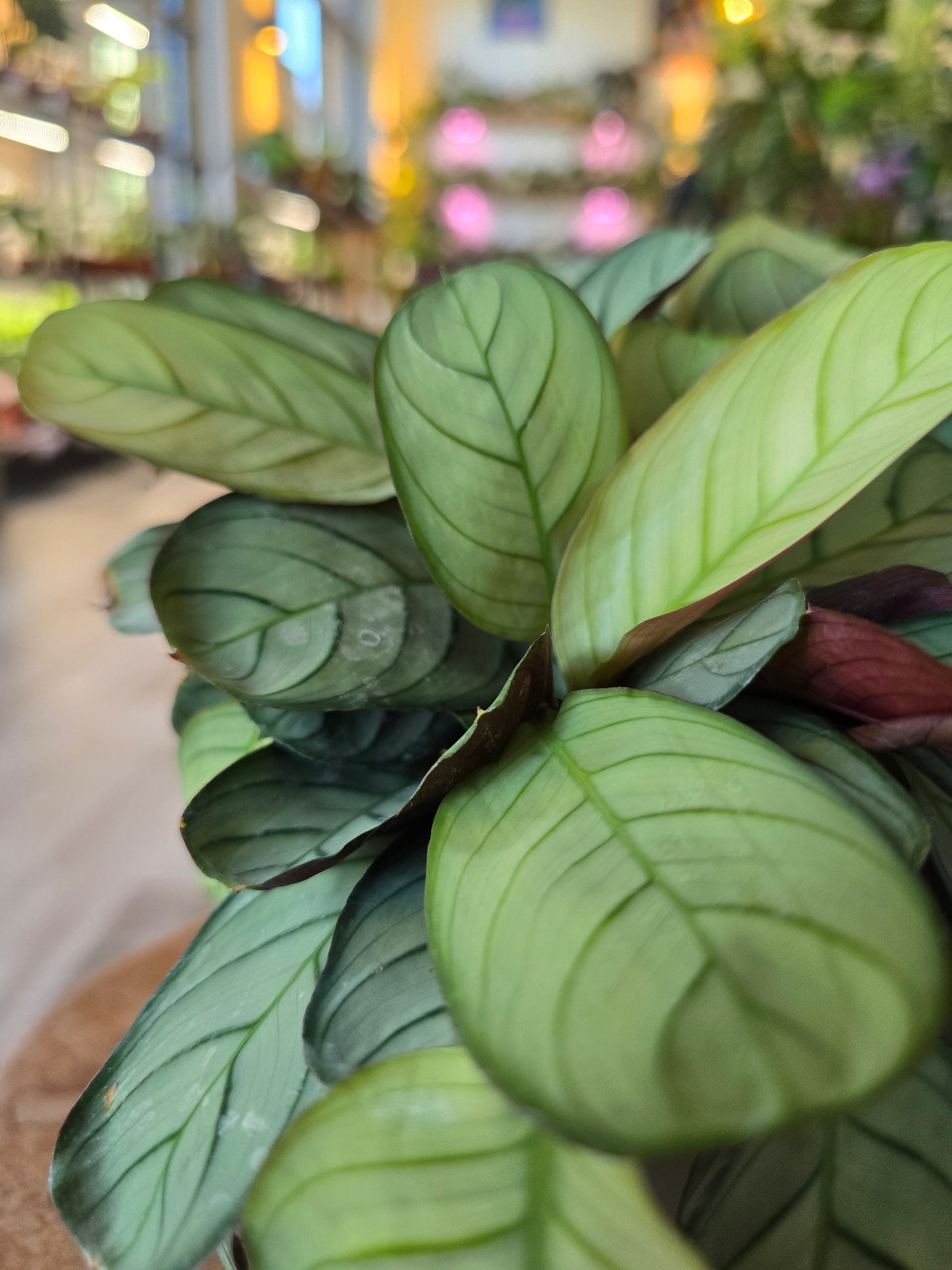 Ctenanthe burle-marxii 'Amagris'