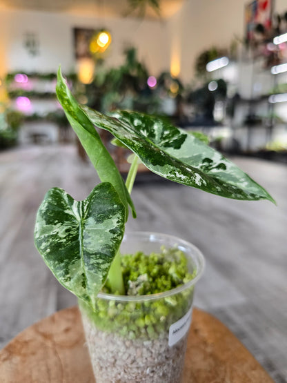 Alocasia Frydek variegata (JP)