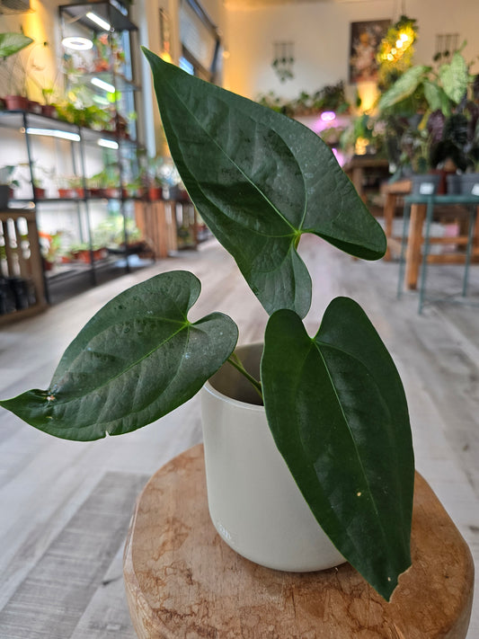 Napo Anthurium