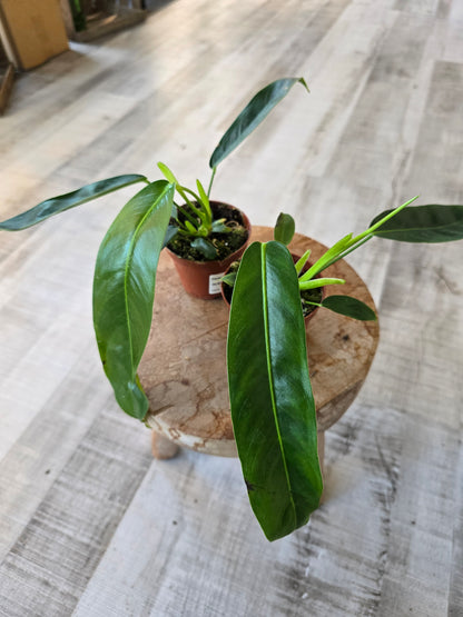 Philodendron patriciae