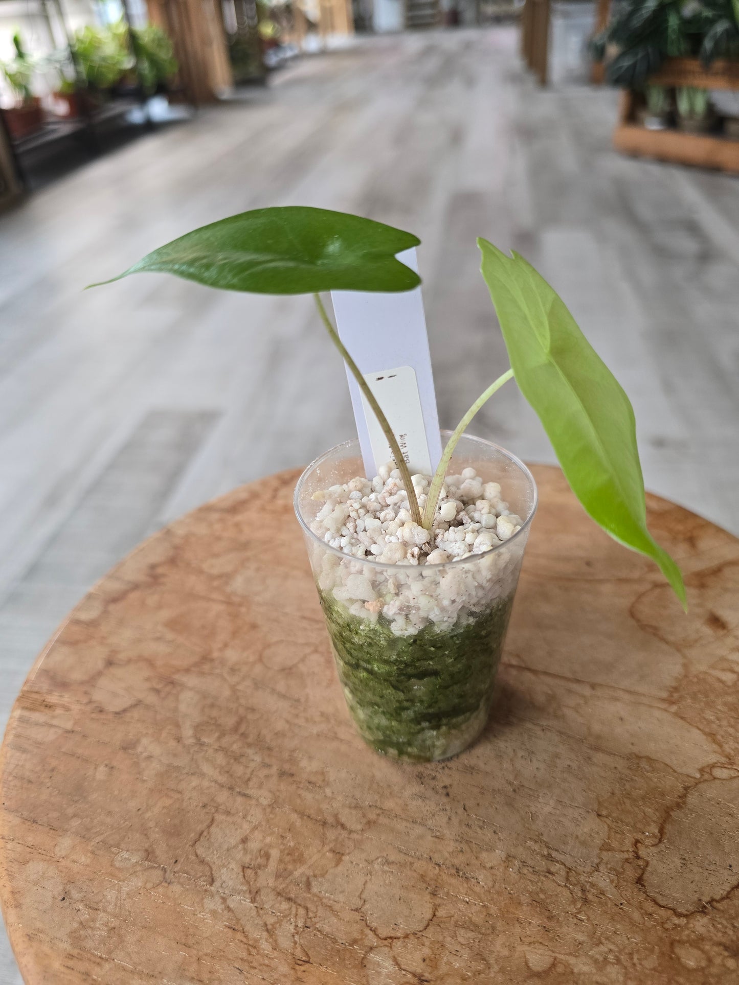 Alocasia Nycteris Batwing (JP)