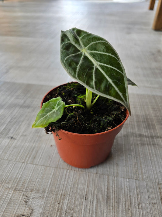 Alocasia Watsoniana 'Lightning'