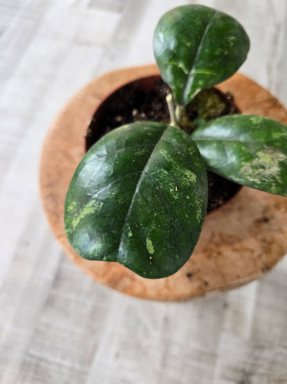 Hoya deykeae