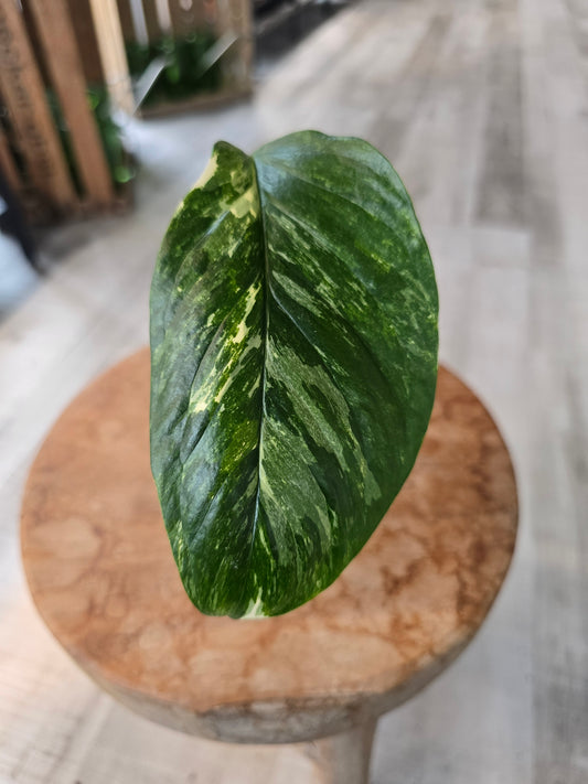 Monstera Lechleriana variegata (RC5)