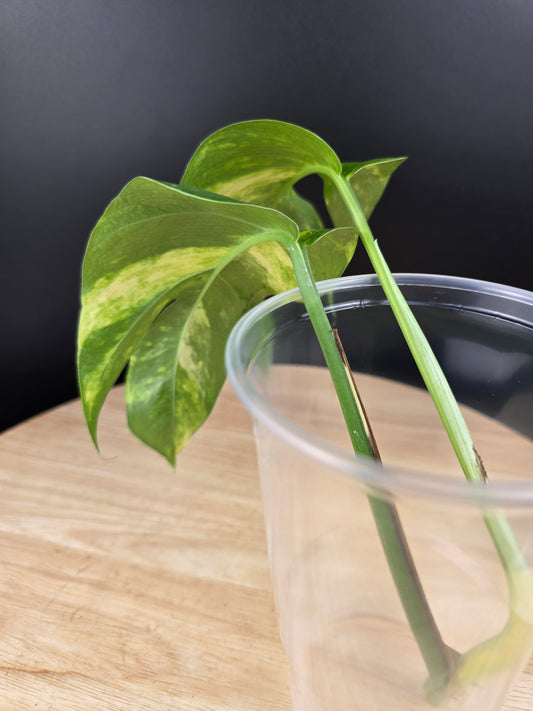 Epipremnum Pinnatum Cintho Goldfinger (Cutting 2)