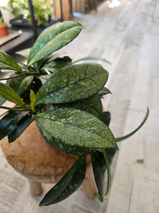 Hoya 'Crassipetiolata' Splash