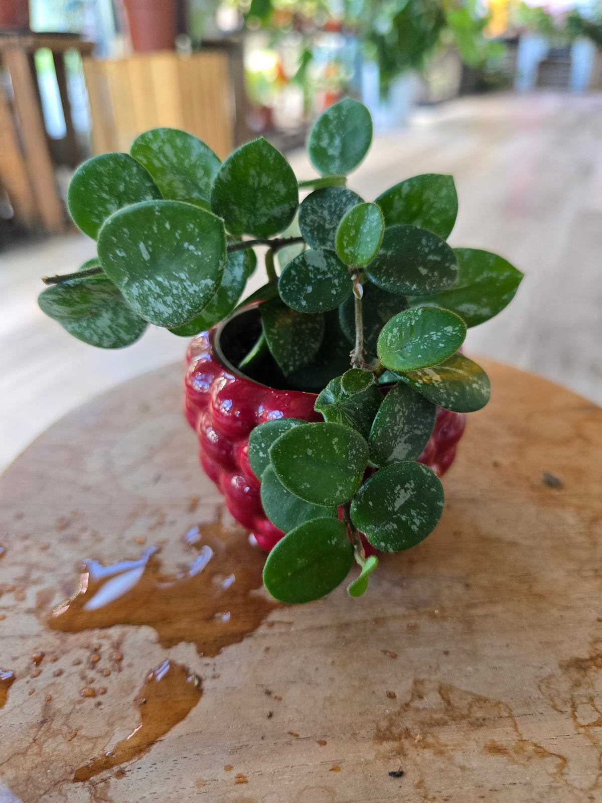 Hoya 'Mathilde Splash' 'S'