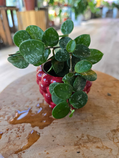 Hoya 'Mathilde Splash' 'S'