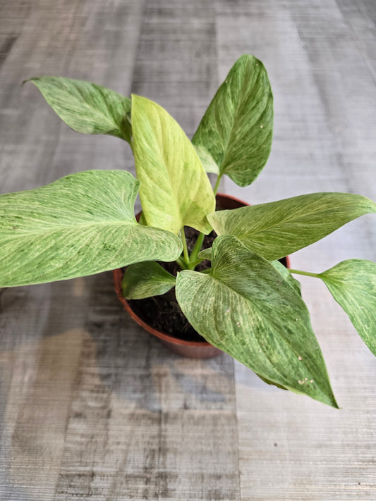 Homalomena sulcata Cream Frost