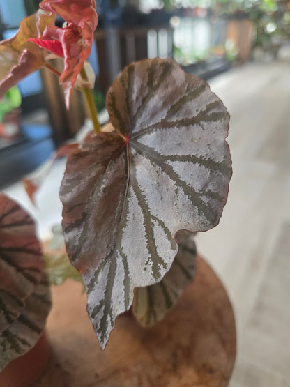 Begonia Looking Glass