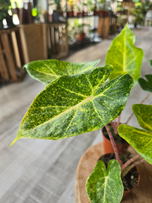 Alocasia New Guinea Gold