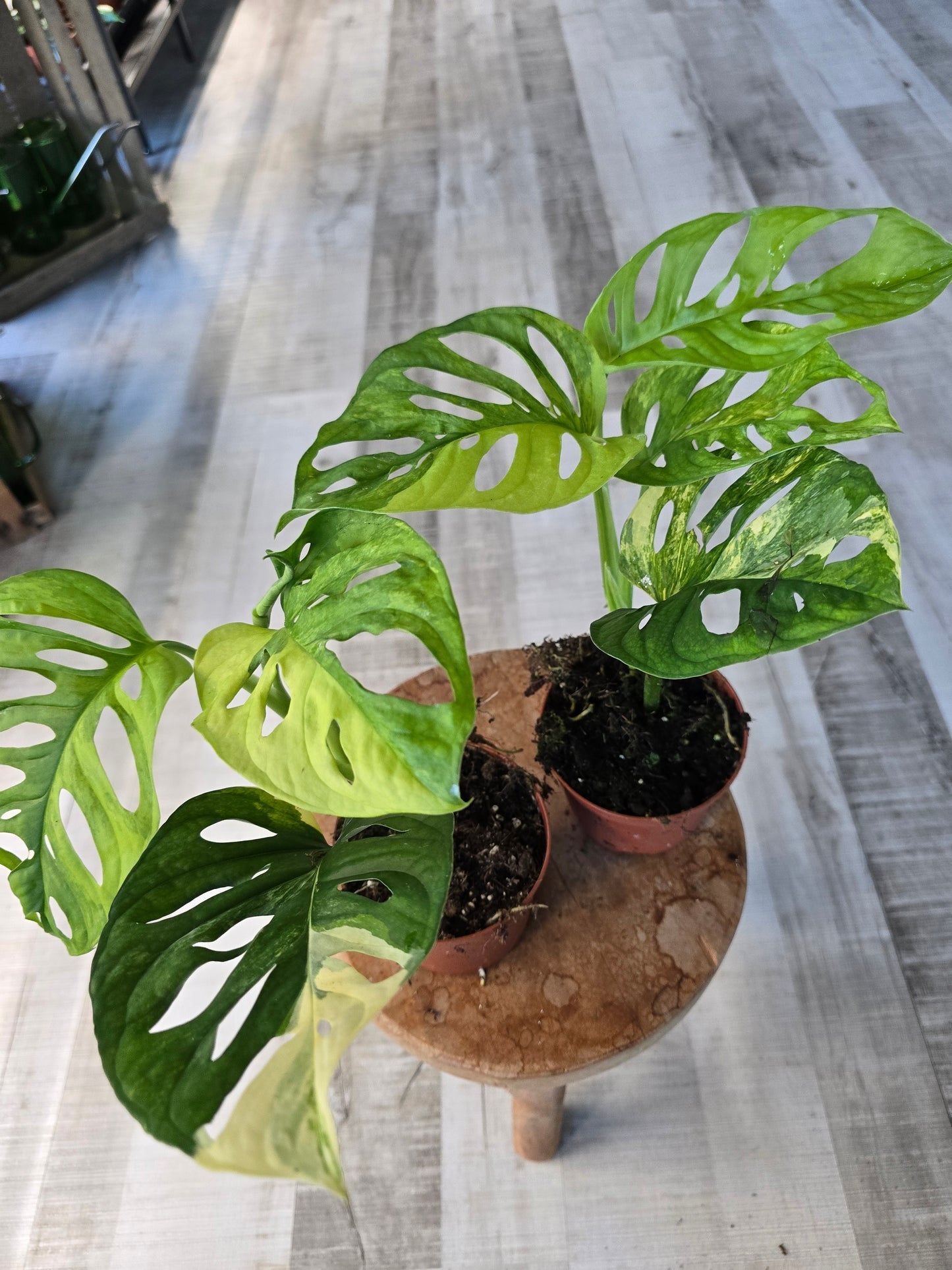Monstera adansonii Aurea Variegata