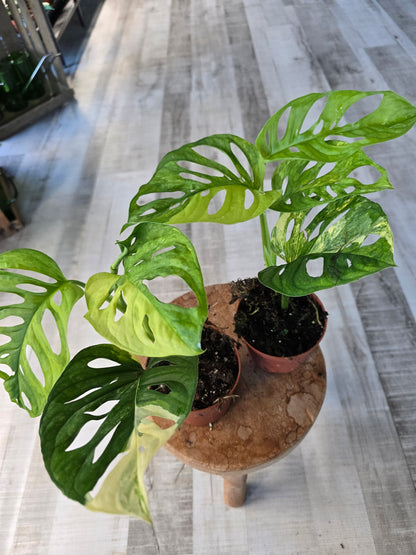 Monstera adansonii Aurea Variegata