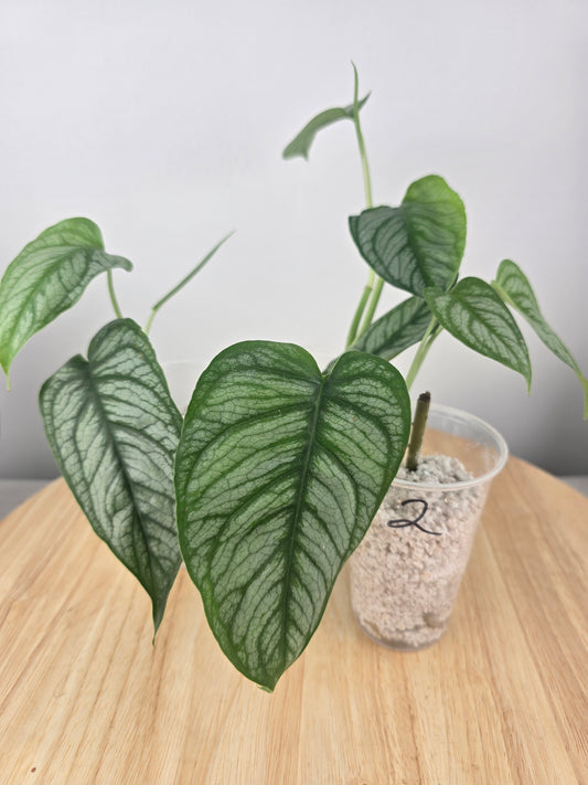 Monstera Siltepecana 'El Salvador'