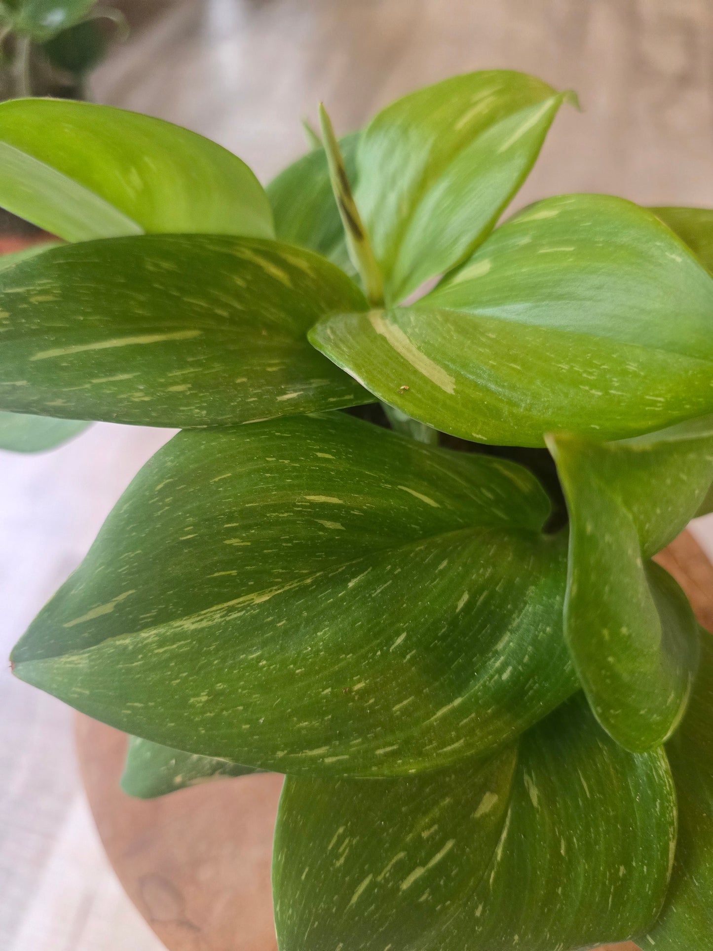 Scindapsus 'Rubicon'