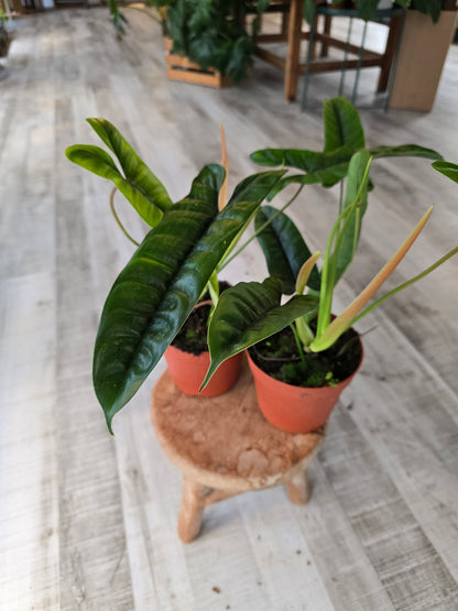 Philodendron Felix