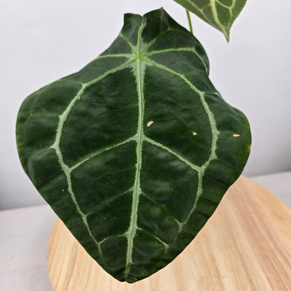 Anthurium forgetii x nigrolaminum gigi