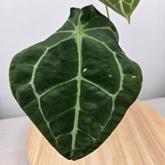 Anthurium forgetii x nigrolaminum gigi