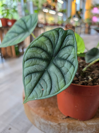 Alocasia nebula
