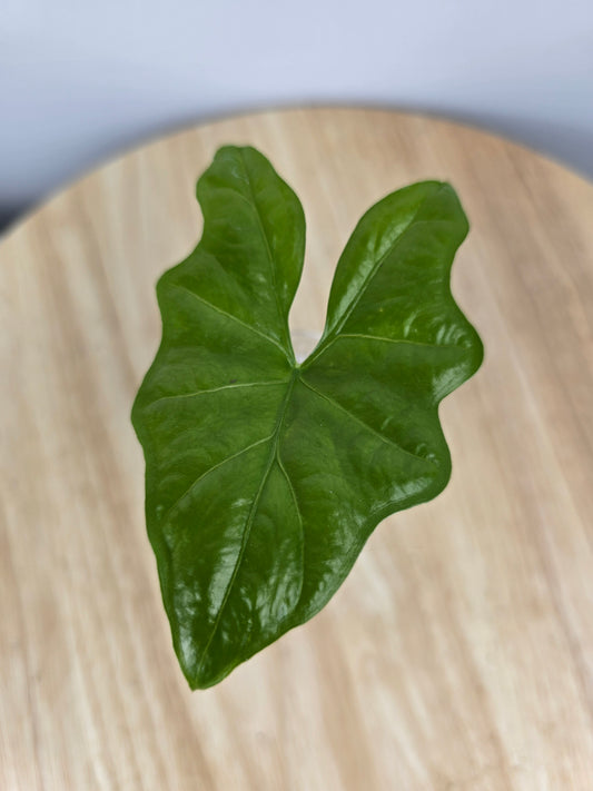Alocasia Nycteris (JP)