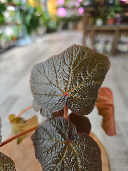 Begonia Boomer (RC1)