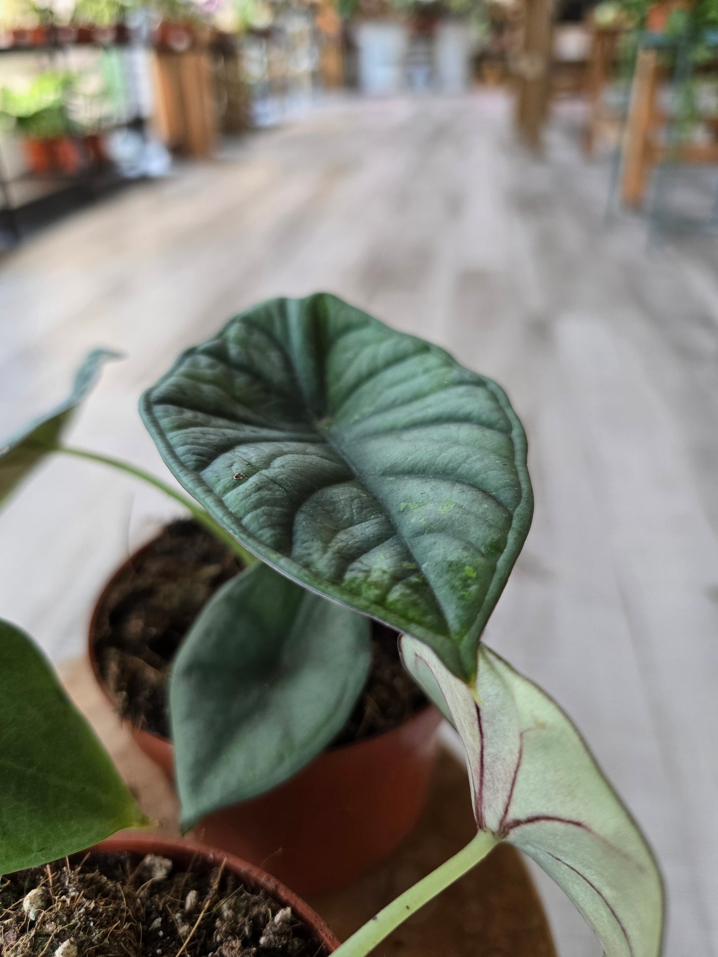 Alocasia nebula