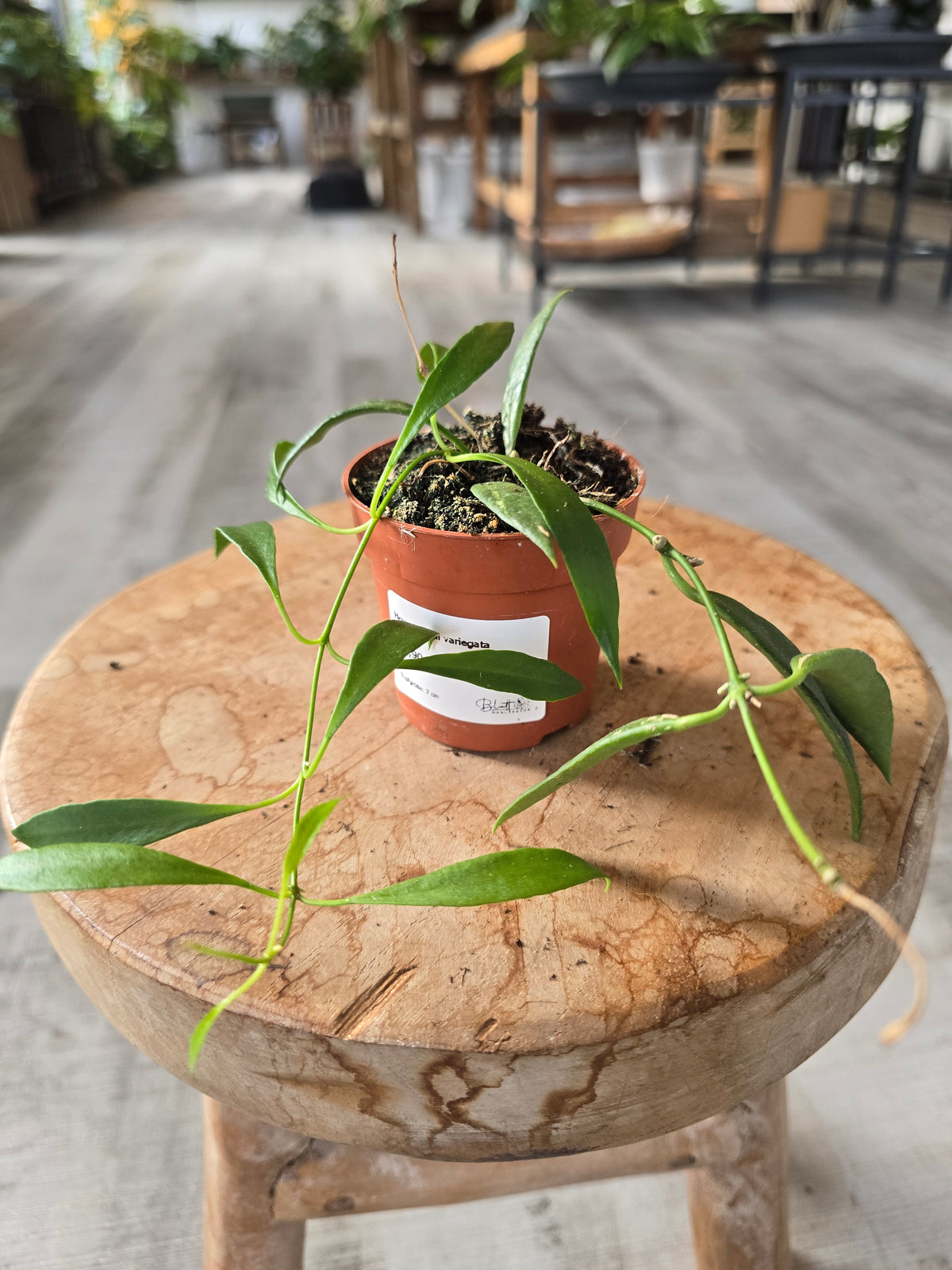Hoya tsangii variegata (LS 37)