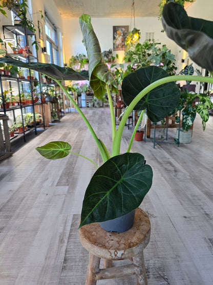 Alocasia Regal Shield
