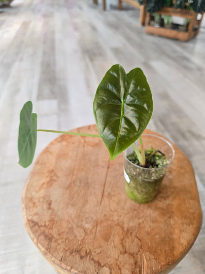 Alocasia Golden Bone (JP)