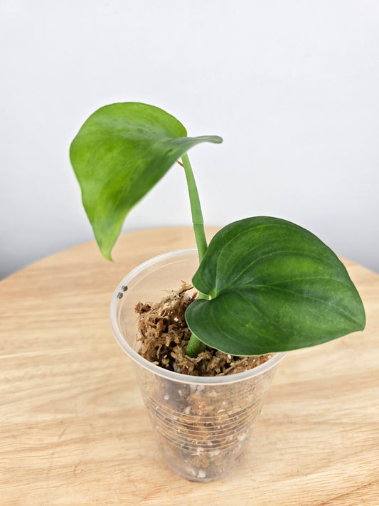 Scindapsus Jade Satin (JP)