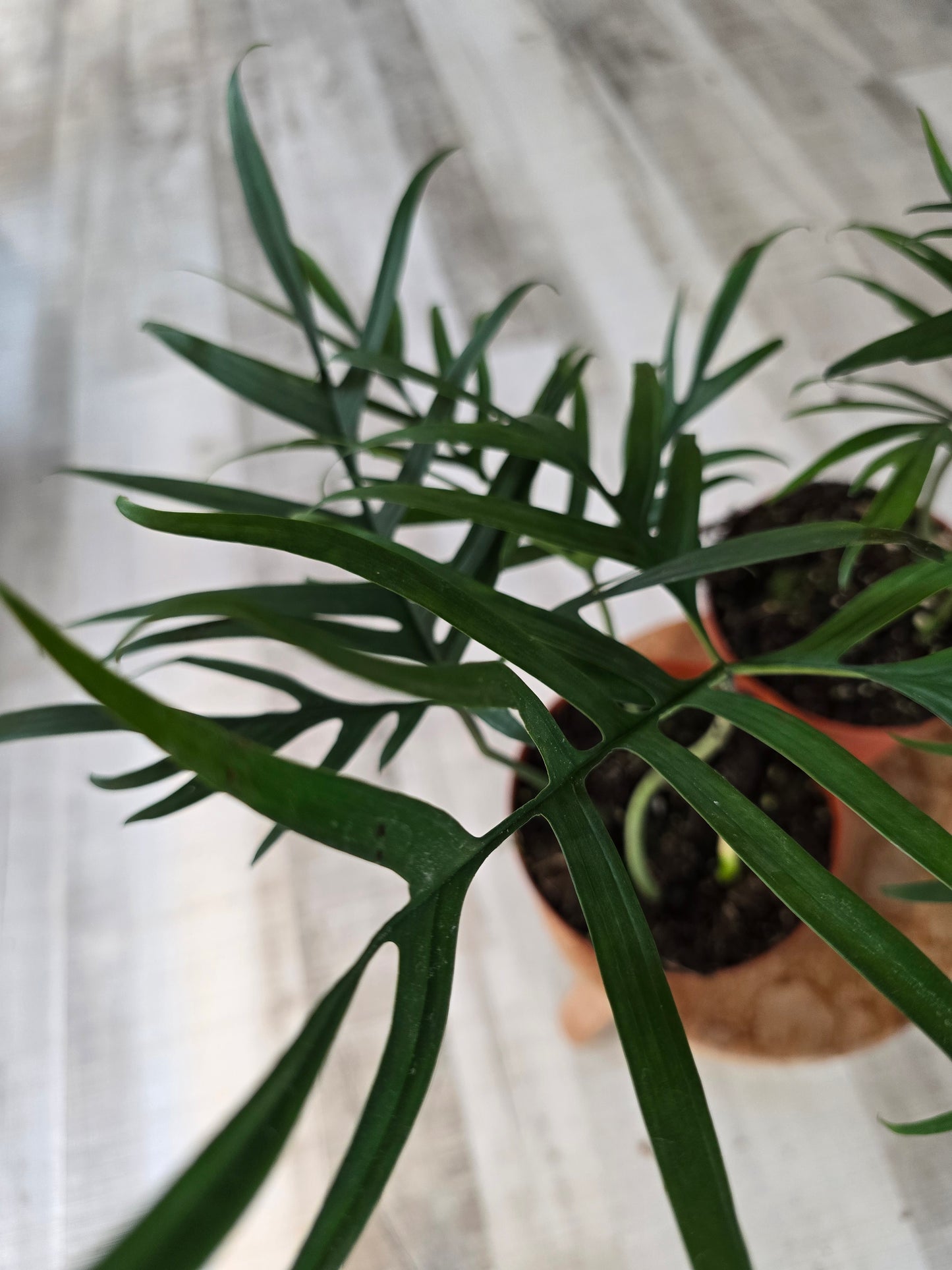 Philodendron polypodioides