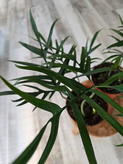Philodendron polypodioides