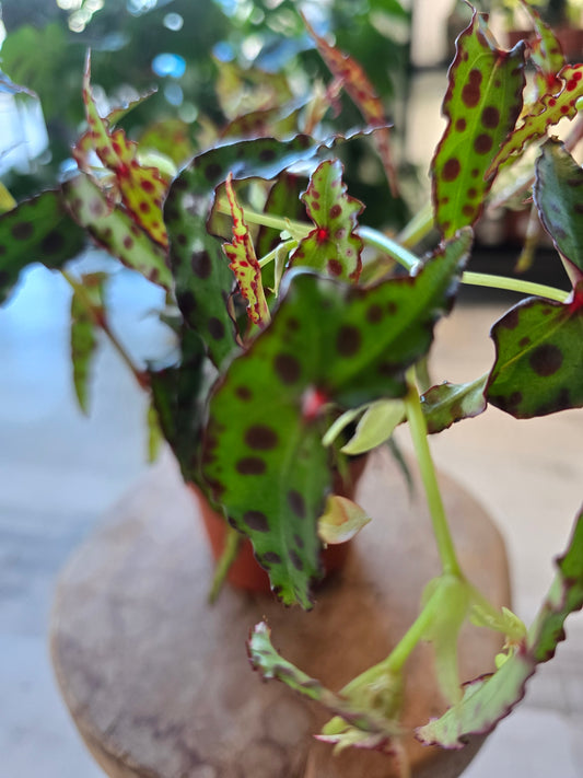 Begonia Amphioxus