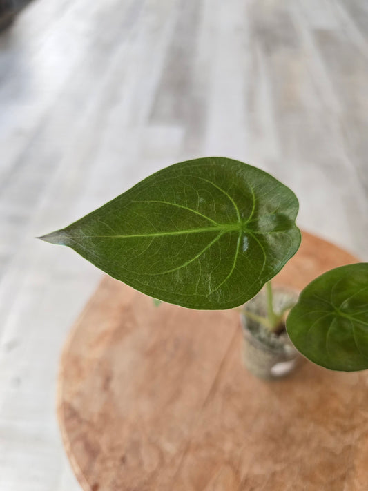 Alocasia Wentii (JP)