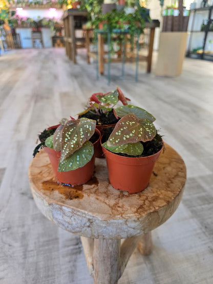 Begonia Lucifer
