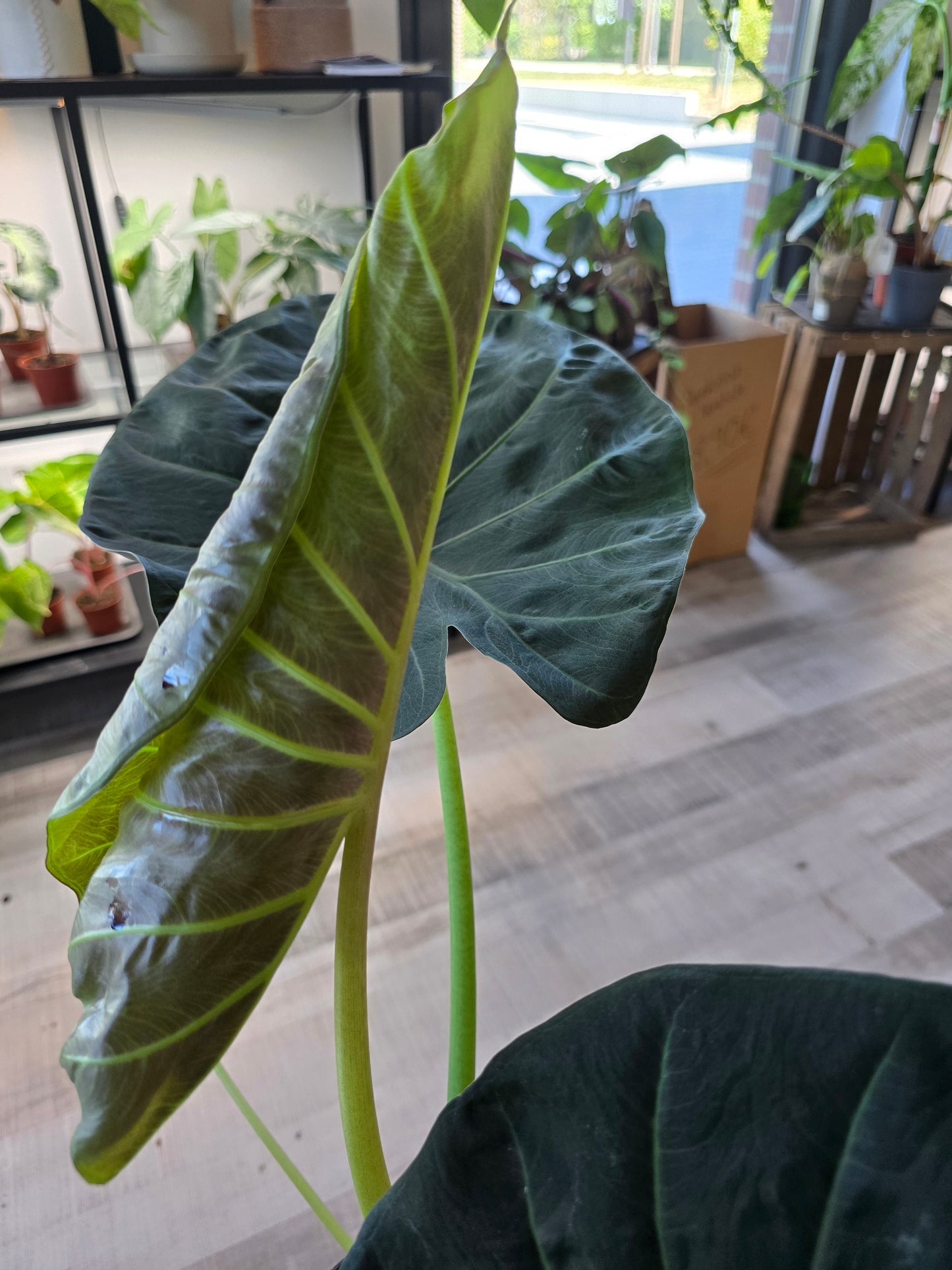 Alocasia Regal Shield