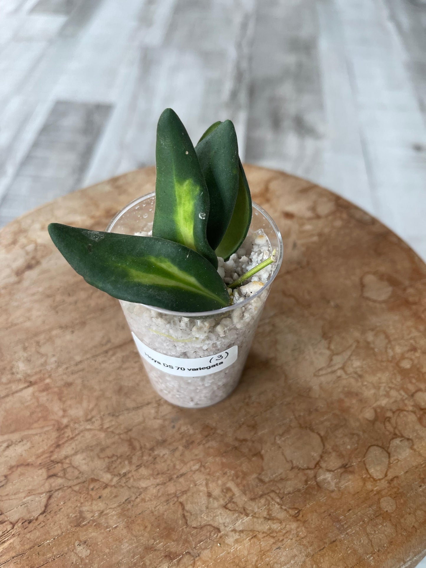 Hoya DS 70 variegata (JP)